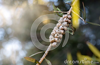 Callistemon seed boxes on branch, Australian plants, Nature concept with copy space, selective focus Stock Photo