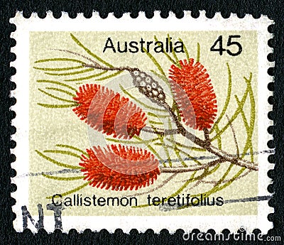Callistemon Teretifolius Australian Postage Stamp Cartoon Illustration