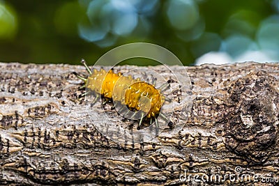 Callizygaena ada Zygaenidae caterpillar Stock Photo