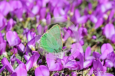 Callophrys paulae butterfly on flower Stock Photo