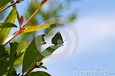 Callophrys paulae, the Pfeiffer`s green hairstreak butterfly Stock Photo