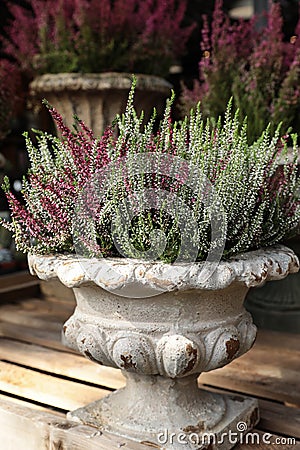 Calluna vulgaris flowering plant family Ericaceae in the beautiful ceramic flowers pot. Stock Photo