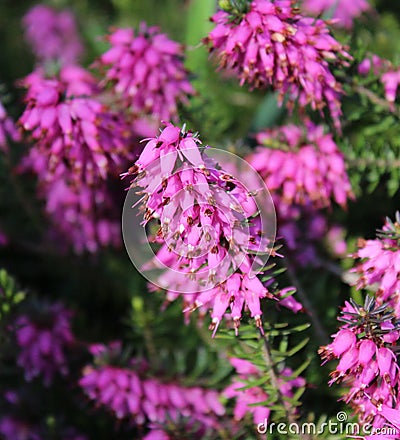 Calluna vulgaris in a garden Stock Photo