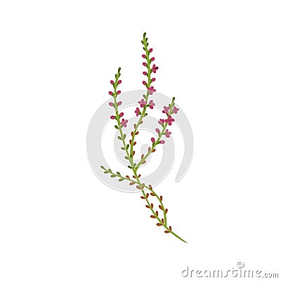 Calluna vulgaris herb. Common heather flower. Modern botanical drawing of wild field plant, delicate ling sprig. Flat Vector Illustration