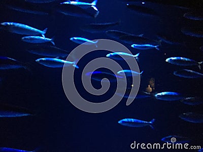 Calm aquarium with little fishes Stock Photo
