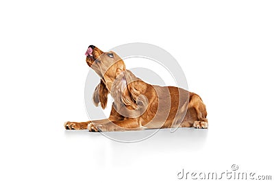 Calm, beautiful, purebred dog, English cocker spaniel lying on floor and licking isolated on white background Stock Photo