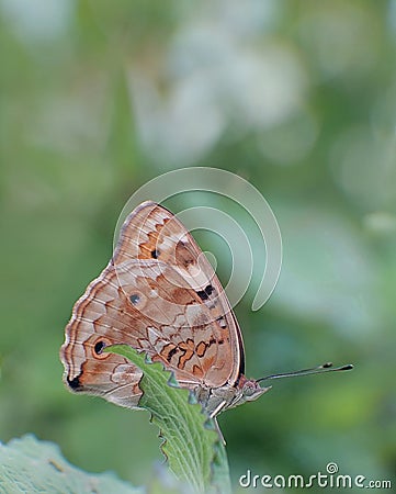 A calm Blue Pansy butterfly & x28;Junonia Orithya& x29; resting on a green leaf. Stock Photo