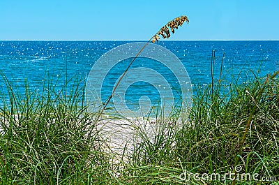 Calm blue peaceful ocean and beach grass Stock Photo