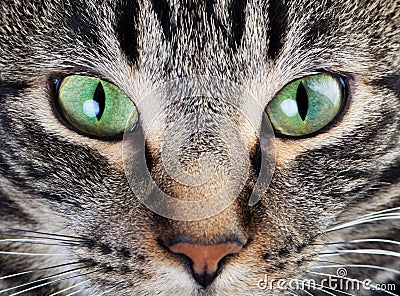 Calm Cat Eye Macro Stock Photo