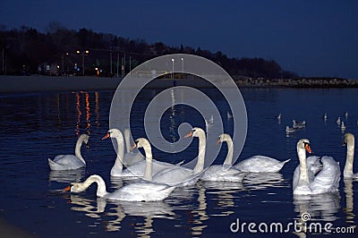 Calm evening sea and dazzling white swans Stock Photo