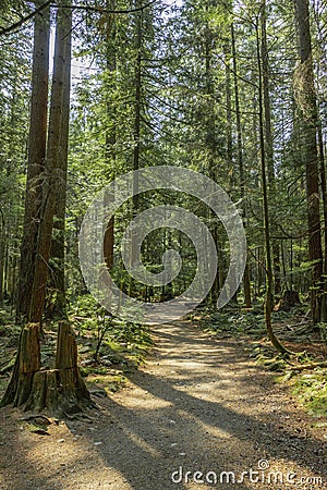 Calm hiking trail with pine trees at lynn canyon park Stock Photo