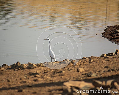 Blue heron on lake Stock Photo