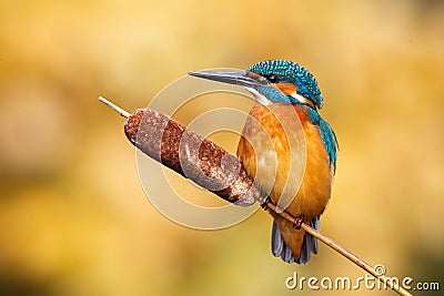 Calm male common kingfisher sitting still on bulrush reed on a sunny day Stock Photo