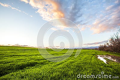 Calm morning sky with vast green field of fresh grass and vegetation Stock Photo