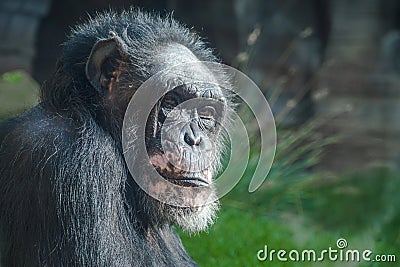 Calm old chimpanzee looking at the camera Stock Photo