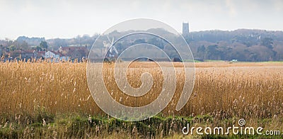 Reed beds in rural norfolk, UK. Stock Photo
