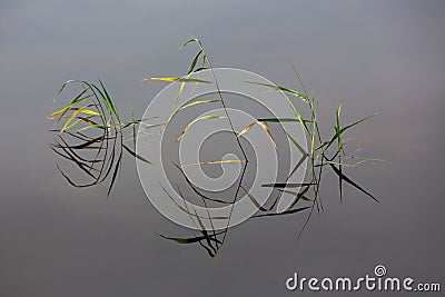 Calm river surface. Grass above the water and its reflection. The plant and its reflection are like a hieroglyph. A conceptual Stock Photo