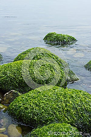 Calm Seascape with algae covered rocks Stock Photo