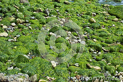 Calm Seascape with algae covered rocks Stock Photo