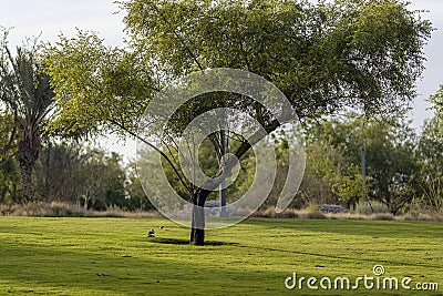 A calm and serene view of Al bidda park. Editorial Stock Photo