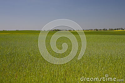 Calm spring agricultural landscape on a warm day with green young grain on the field Stock Photo