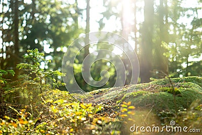 Calm Tranquil Forest Scene Stock Photo