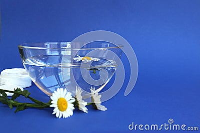 Glass plate with water and chamomile flowers on blue background Stock Photo