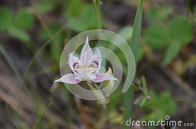 Calochortus spp., Forest Faerie Flower, Cascade Beauty Stock Photo