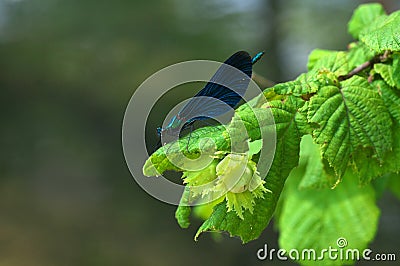 Calopteryx virgo - dragonfly Stock Photo