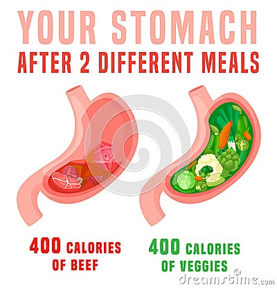 Calorie density poster. What 400 calories look like in the stomach. Vector Illustration
