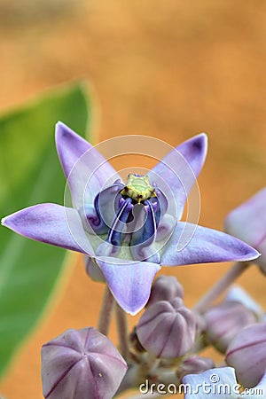 Calotropis gigantea crown flower Stock Photo