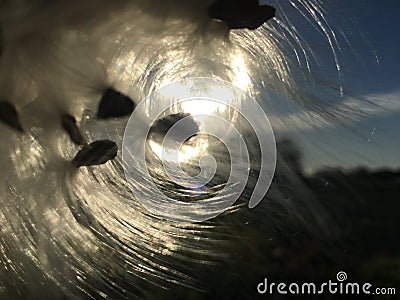 Calotropis Gigantea, Crown Flower with Seeds during Sunrise in Waimea on Kauai Island, Hawaii. Stock Photo