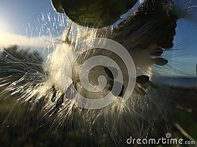 Calotropis Gigantea, Crown Flower with Seeds during Sunrise in Waimea on Kauai Island, Hawaii. Stock Photo