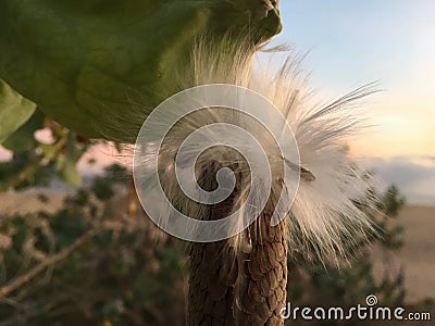 Calotropis Gigantea, Crown Flower Tree with Seeds during Sunset at Kekaha Beach in Kauai Island in Hawaii. Stock Photo