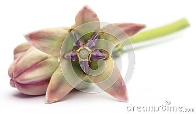 Calotropis gigantea or Medicinal Crown flower Stock Photo