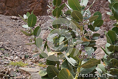 Calotropis procera, Apple of Sodom in bloom, purposely blurred, selective focus on the flowers Stock Photo