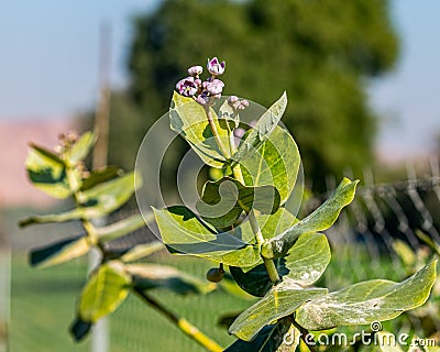Calotropis procera flower plant Stock Photo