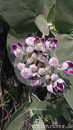 Calotropis procera flowers Stock Photo