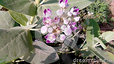 Calotropis procera plant flowers Stock Photo