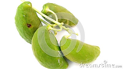 Colotropis procera green fruits Stock Photo