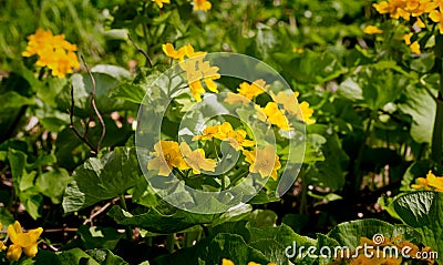 Caltha palustris, the first spring yellow flower of Adonis vernalis Stock Photo