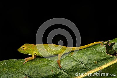 Calumma glawi, Glaw's Chameleon, green chameleon lizard endemic Stock Photo