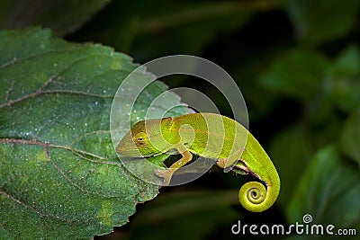 Calumma glawi, Glaw's Chameleon, green chameleon lizard endemic to eastern Madagascar, sitting on the leaves in the night, Stock Photo