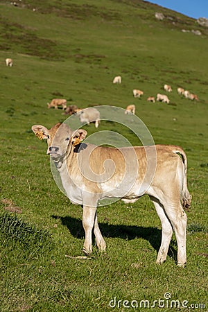 Calve grazing in the mountains, Erro valley Stock Photo