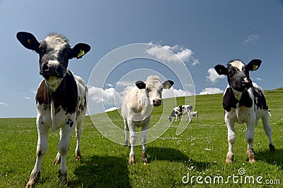 Calves in Dorset Stock Photo