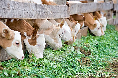 Calves eating green rich fodder Stock Photo