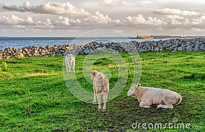 Calves on Green Grass in Ireland Stock Photo