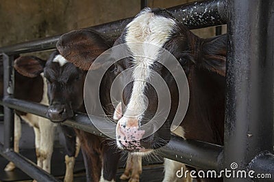 Close-up cute calf face image at the farm Stock Photo