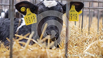 Calves on a livestock farm. Young calves in individual cells are quarantined. Editorial Stock Photo