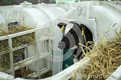 Calves on a livestock farm. Young calves are quarantined in separate plastic cages. Editorial Stock Photo